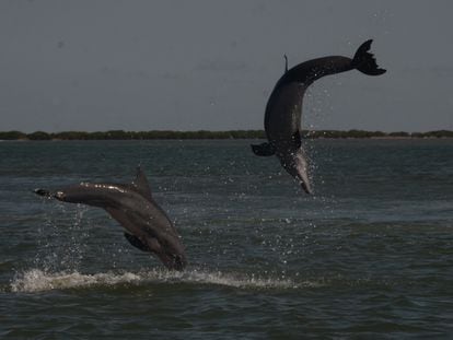 Delfines nariz de botella saltando antes de aparearse.