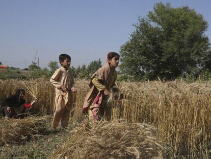 Dos jóvenes campesinos pakistanís cosechan durante el periodo de cuarentena nacional impuesto por el Gobierno para combatir el coronavirus en las afueras de Peshawar, el 7 de mayo de 2020.