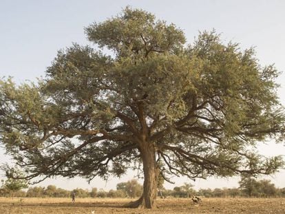 Un árbol sobre tierra árida en Níger.