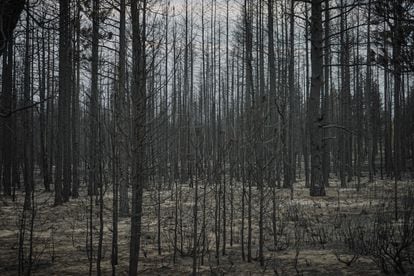 Los incendios forestales cercanos arrasan los bosques en Oregon.