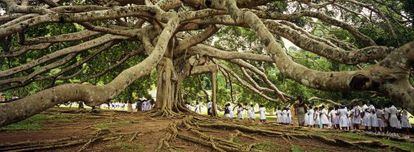 Un enorme ficus o higuera de Java (Ficus benjamina), la estrella de los jardines bot&aacute;nicos de Peradeniya en Kandy (Sri Lanka). 