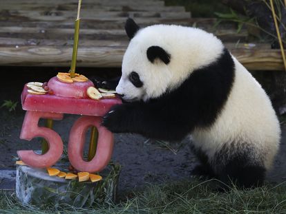 Uno de los gemelos de oso panda gigante con la tarta con la que se celebra su primer año de vida y los 50 del zoo.