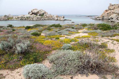 Paisaje mediterráneo costero en la isla Lavezzi, Córcega.