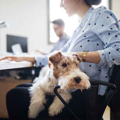 Una trabajadora en la oficina con su perro. 