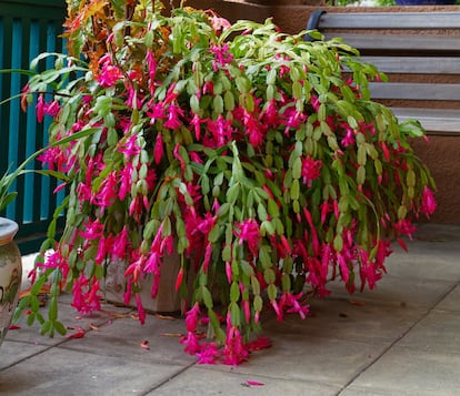 Un cactus de Navidad con docenas de flores cultivadas al exterior en una terraza.