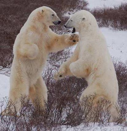 Dos osos polares forcejean en la época en que esperan a que la bahía Hudson se hiele.