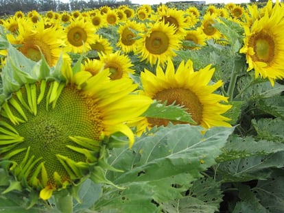Las flores maduras de girasol se mantienen fijas mirando al este para recibir el sol de la ma&ntilde;ana.
