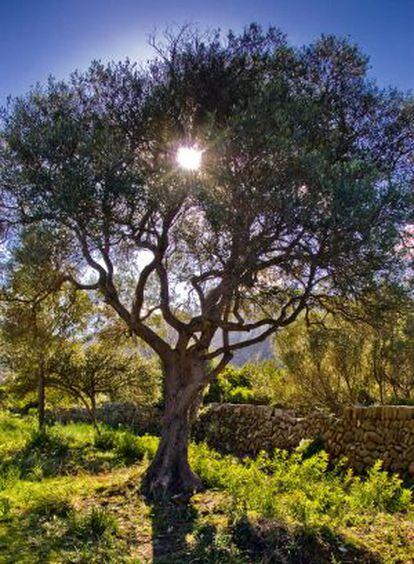 Bajo los olivos, las mujeres y los niños vivieron su esclavitud.