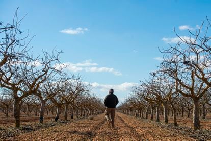 Alfonso Morcillo pasea por una de las plantaciones de pistachos que tiene a las afueras de Villarrobledo (Albacete).