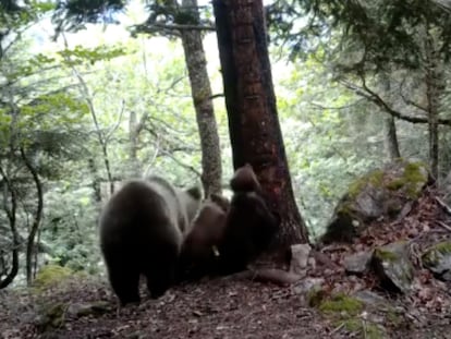 Las primeras imágenes del año de una osa parda y sus dos crías en el Valle de Arán