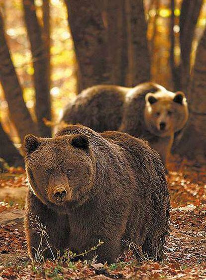Dos osos, en una reserva en Nymfeo (Macedonia, Grecia).