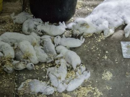 Conejos tirados en el suelo en una granja de Le&oacute;n.