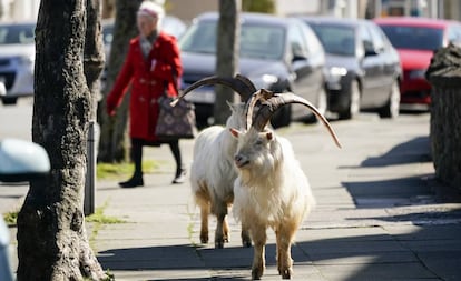 Cabras en una acera de LLandudno, en Gales (Reino Unido).