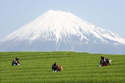 El monte Fuji, declarado esta sábado Patrimonio de la Humanidad