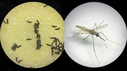 Un ejemplar de mosquito modificado genéticamente y huevos de este insecto, observados al microscopio.