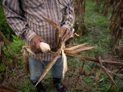 Un agricultor recoge una cosecha de maíz en una granja en Misantla, en el Estado mexicano de Veracruz, en julio de 2021.