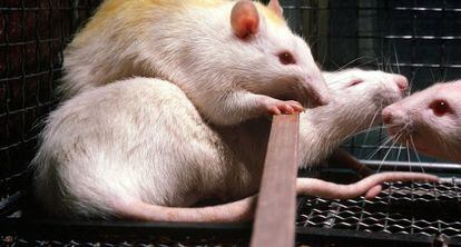 Los ratones contraían las pupilas tras ser expuestos a la luz después de recibir el fármaco