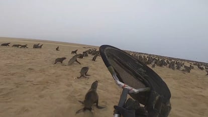 Leones marinos en Namibia a punto de ser salvados por OCN.
