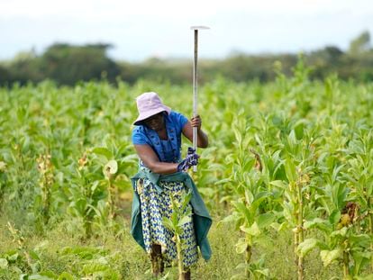 Una mujer trabaja en el campo, en Zimbabue.