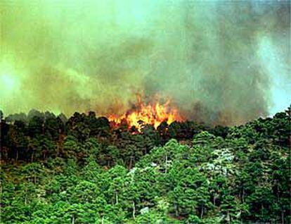 Los pinares del parque natural de Cazorla ardían ayer por un incendio supuestamente intencionado.