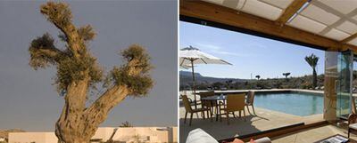Un viejo olivo sobrevive en el entorno desértico donde se ubica miKasa; a la derecha, la piscina y la terraza-restaurante del hotel.