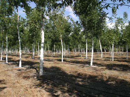 Una plantaci&oacute;n de Bosques Naturales, en 2005