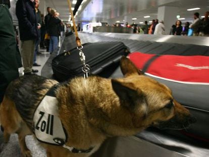 Perros olisquean las maletas en el aeropuerto de Fráncfort.