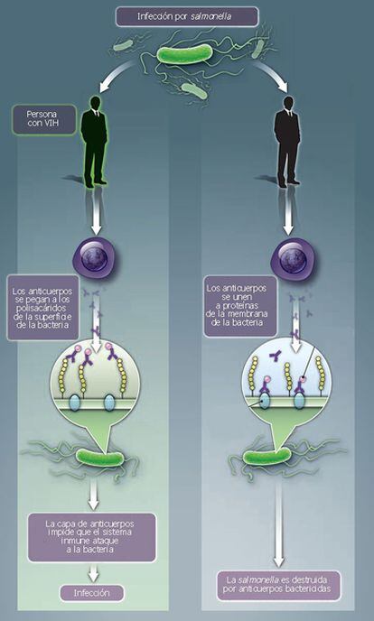 El gráfico explica el mecanismo de infección de la salmonela en enfermos de sida (izquierda) y en personas sin VIH