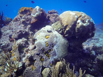 Múltiples especies de corales del Caribe mexicano afectadas por la nueva enfermedad.