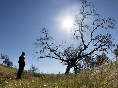 La falta de rentabilidad acelera el abandono de las dehesas