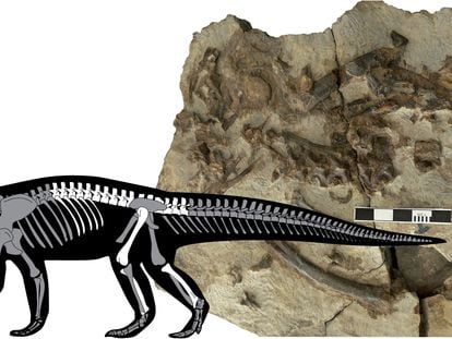 Aspecto del fósil ya restaurado y silueta del esqueleto con los elementos anatómicos identificados (en blanco) / Instituto Catalán de Paleontología.