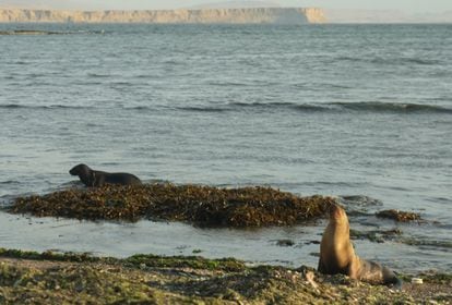 Lobos marinos en la Reserva Nacional de Paracas, en Perú, el 25 de enero.