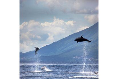 Delfines saltando frente a una de las islas Azores (Portugal).