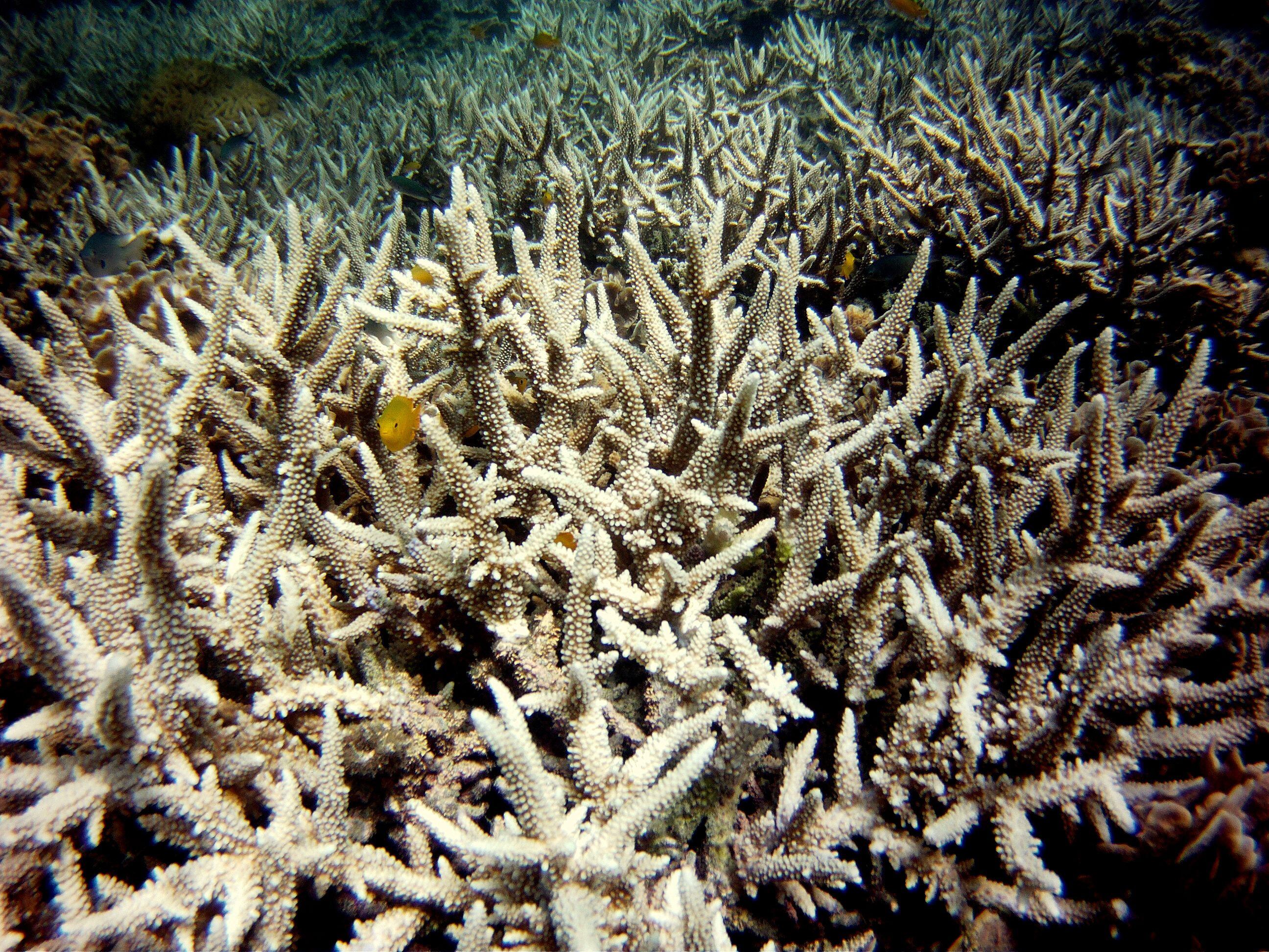 El cambio climático también puede desencadenar la ruptura de relaciones simbióticas, como pasa con el blanqueamiento de corales, que sucede cuando estos animales pierden a sus microalgas simbiontes.