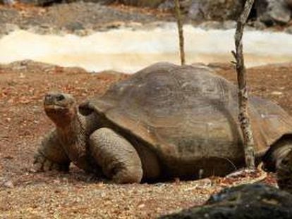 Fotografía del 4 de junio de 2013 de la tortuga "Pepe el Misonero" en Puerto Baquerizo (Ecuador).