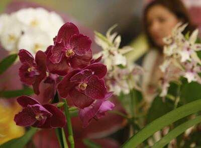 Orquídeas en la feria que se celebra este fin de semana en la Rosaleda del parque del Oeste.