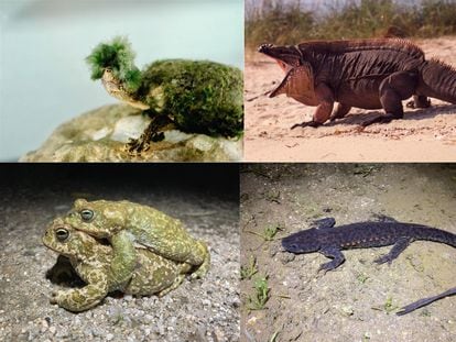 Una de las hipótesis sobre la longevidad de tortugas e iguanas (arriba) es que han desarrollado fenotipos defensivos como el caparazón o las espinas. Abajo, dos de las especies de anfibios estudiadas en España.