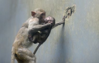 long-tailed macaque plays at a zoo in Chengdu, Sichuan