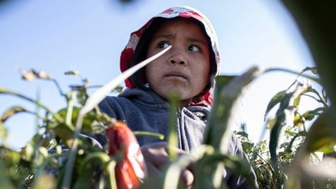 Marisa, de unos seis o siete años, no sabe cuál es su edad. Su madre, Josefina, asegura que trae a la pequeña al campo por los riesgos que correría si la deja sola en el rancho del patrón, donde viven. Marisa recoge jalapeños como cualquier adulto.