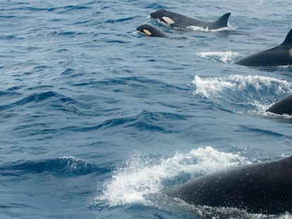 Un grupo de orcas, en el estrecho de Gibraltar.