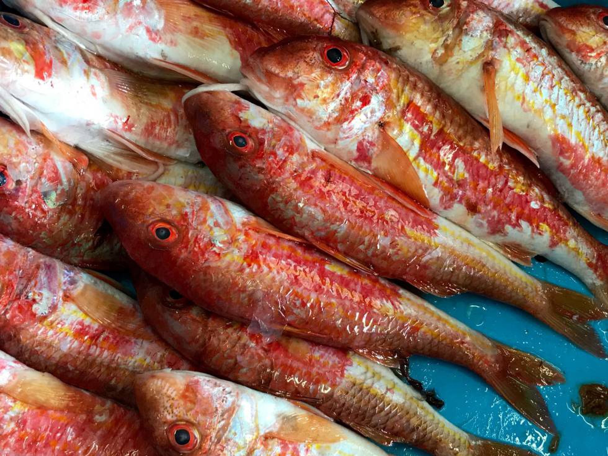 Donde Ver Todas Las Temporadas Pesca Radical