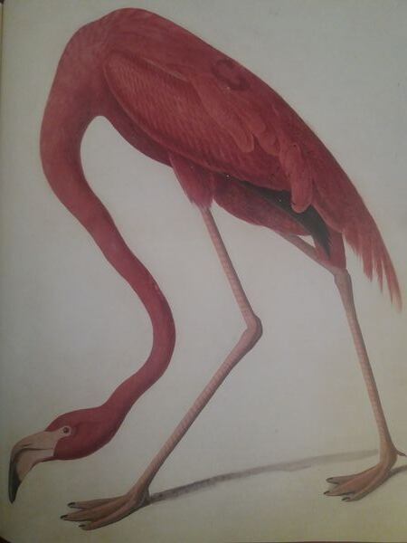 El famoso flamenco pintado por Audubon.