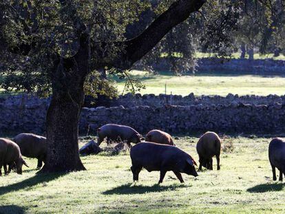 Cerdos ibéricos en una dehesa de Córdoba.