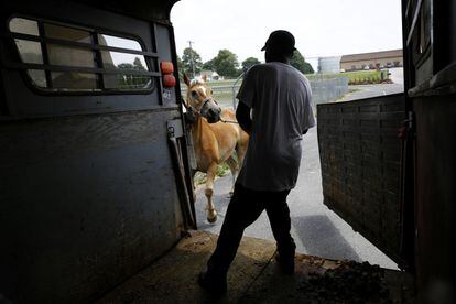 James Rich, miembro de un establo árabe de Baltimore, mete un caballo en un remolque, en New Holland, Pensilvania (EE UU).