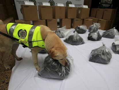 La perra policía 'Mona' con el cargamento de cocaína negra.