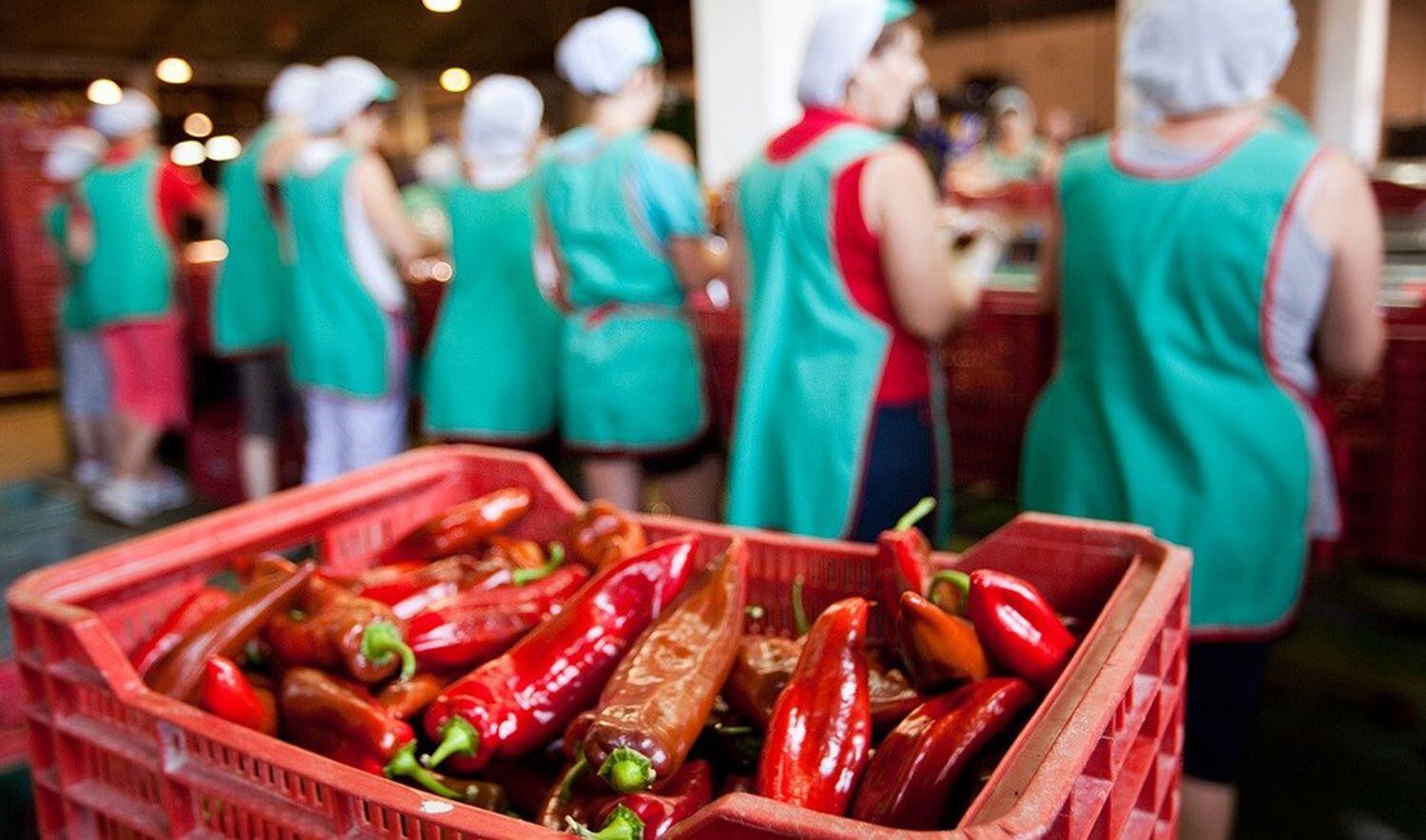 Un grupo de mujeres trabajan en una planta andaluza de transformación de pimientos.