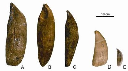 Tres dientes (a, b y c) del cachalote fósil <i>Leviathan melvillei</i> comparados con uno de cachalote moderno (d) y otro de una orca (e).