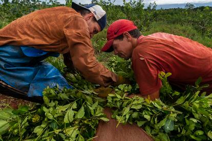 Luis, de 36 años, y Hugo, de 37, trabajan en el yerbal durante una jornada de cosecha. 