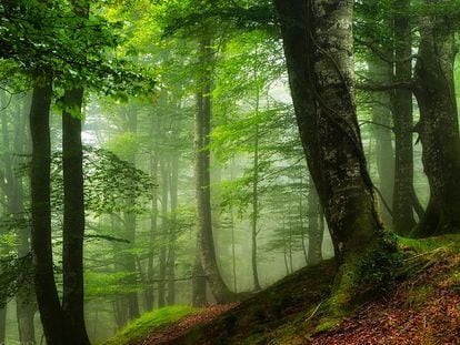 Hayedos en el parque natural Saja-Besaya, el más extenso de Cantabria.