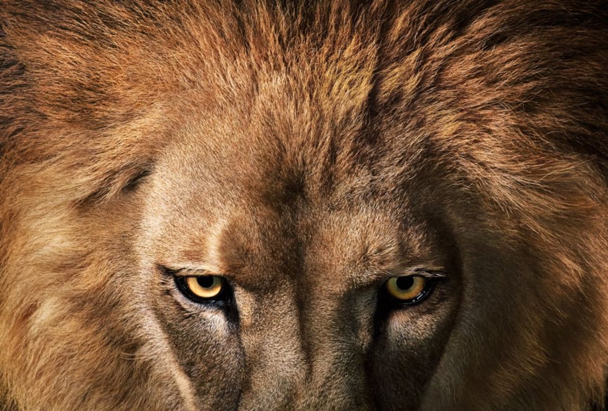 león El rey de la sabana, en peligro: El rey de la sabana, en peligro